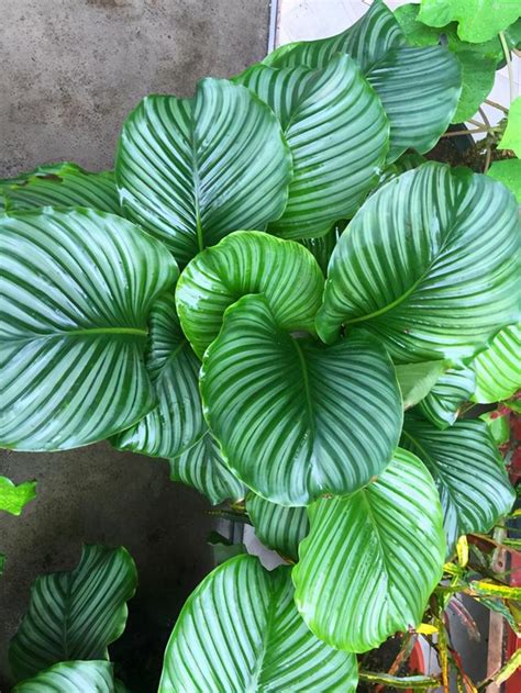 朝北陽台植物|抗風又好養9種陽台大植栽推薦